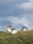 SX23187 Horned Goats.jpg